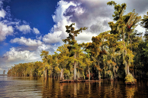 BALD CYPRESS AND SPANISH MOSS