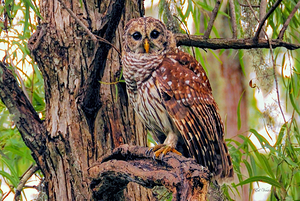 BLENDING WITH NATURE