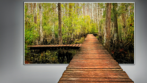 SWAMP WALK