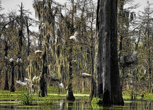 ROOKERY