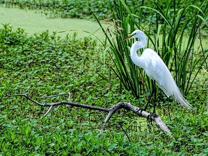 GREAT EGRET