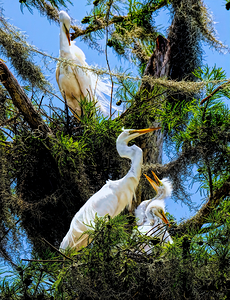 THE EGRET FAMILY