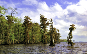 THE CROOKED TREE