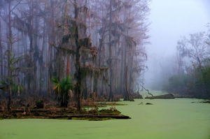 FOG & SPANISH MOSS
