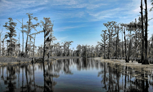 LOUISIANA BAYOU 