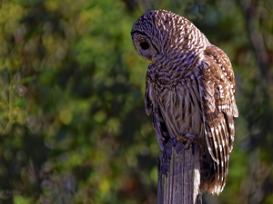 BARRED OWL
