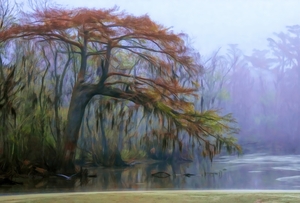 BALD CYPRESS SPANISH MOSS & FOG