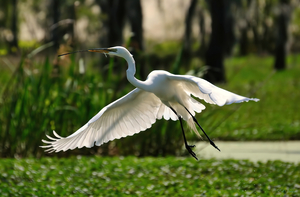 IN FLIGHT