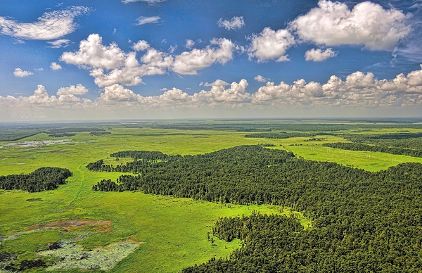 MARSH SWAMP Print