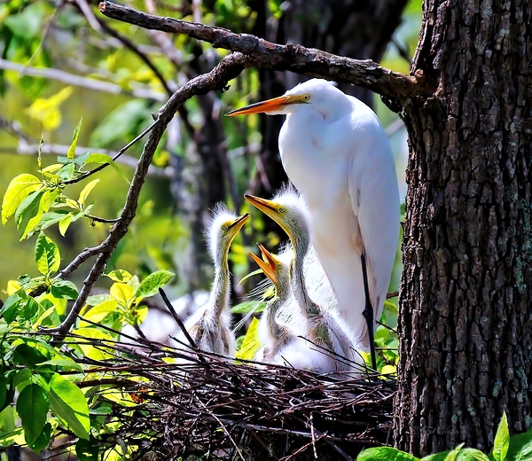 FRAMED BY NATURE Print