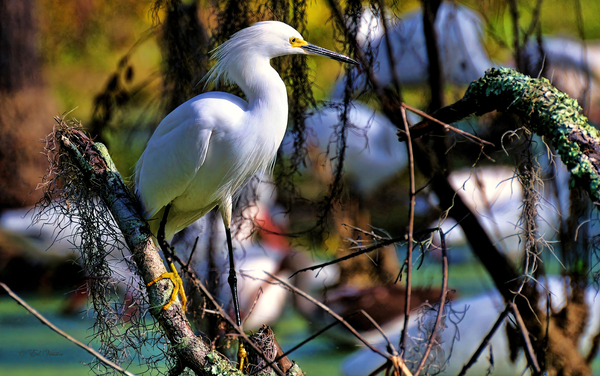 SNOWY EGRET Print