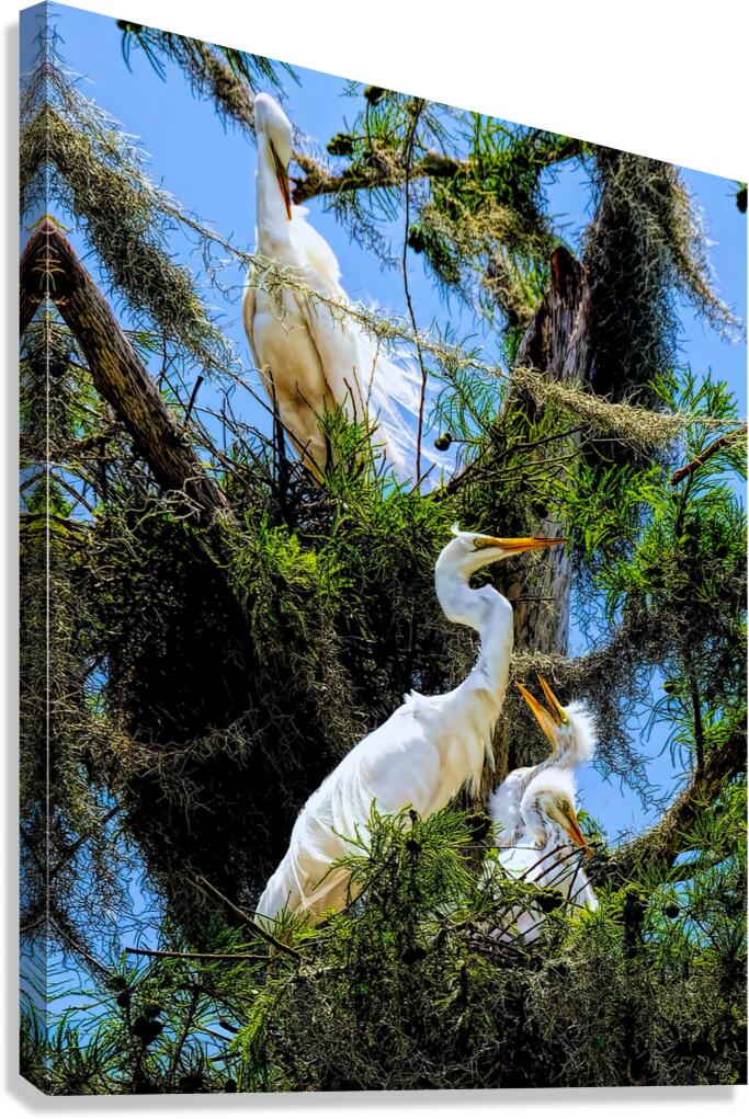 THE EGRET FAMILY Canvas Print