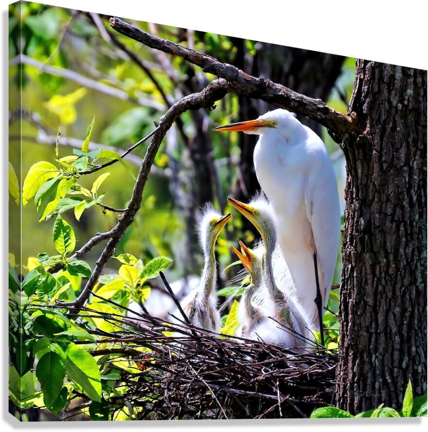 FRAMED BY NATURE Canvas Print