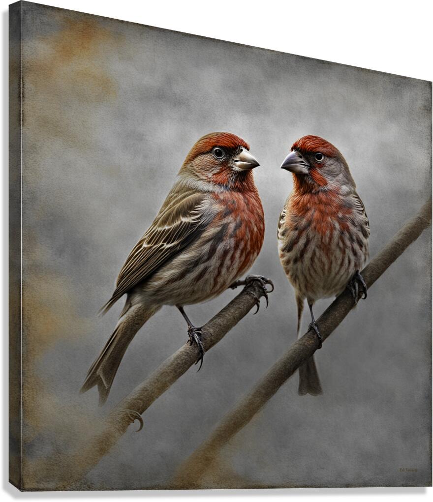 HOUSE FINCH 2 SC Canvas Print