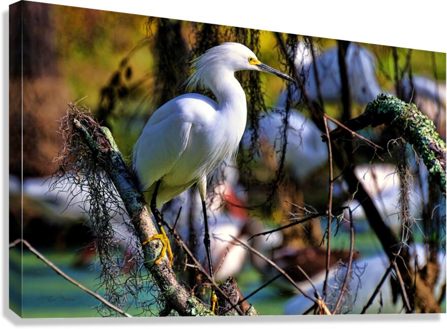SNOWY EGRET Canvas Print