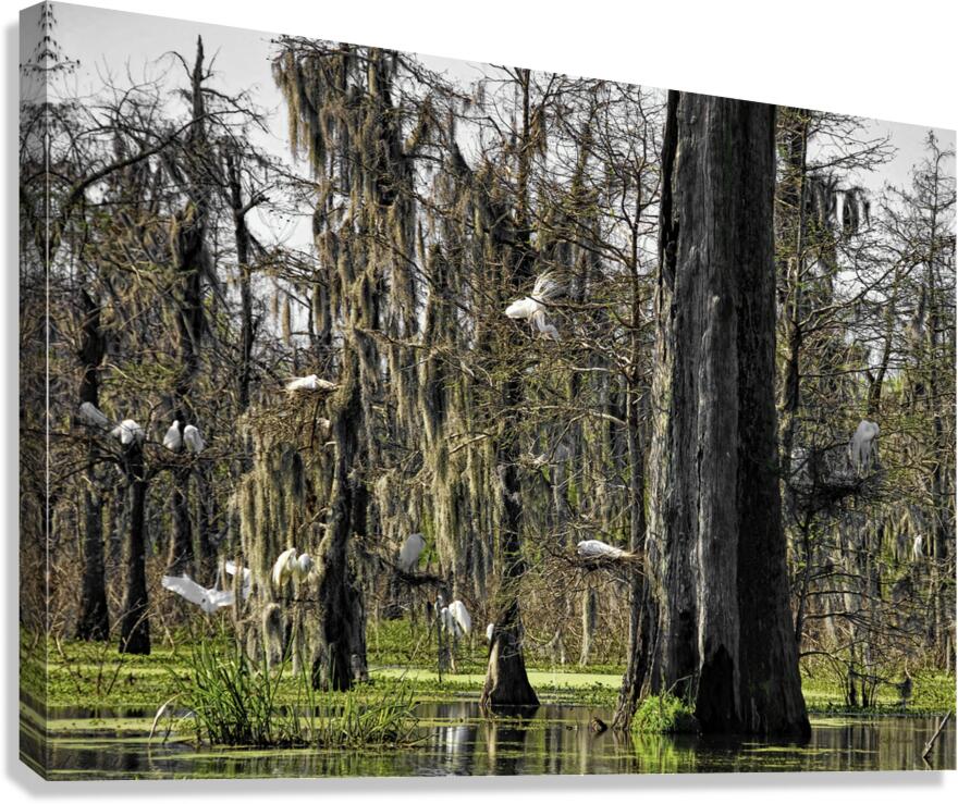 ROOKERY Canvas Print