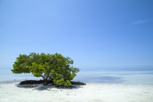 FLORIDA KEYS Lonely Tree