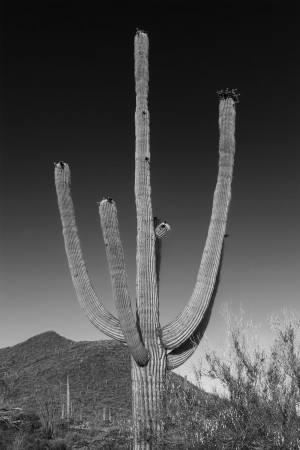 SAGUARO NATIONAL PARK Giant Saguaro | Monochrome