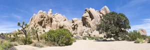 Life Oak - Joshua Tree National Park Panorama