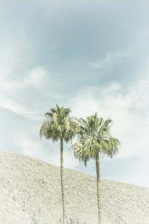 Palm Trees in the desert | Vintage