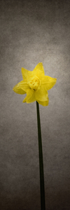 Spring bloomer - Daffodil | vintage style 