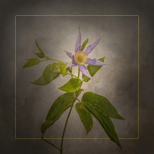 Graceful flower - Clematis | vintage style gold