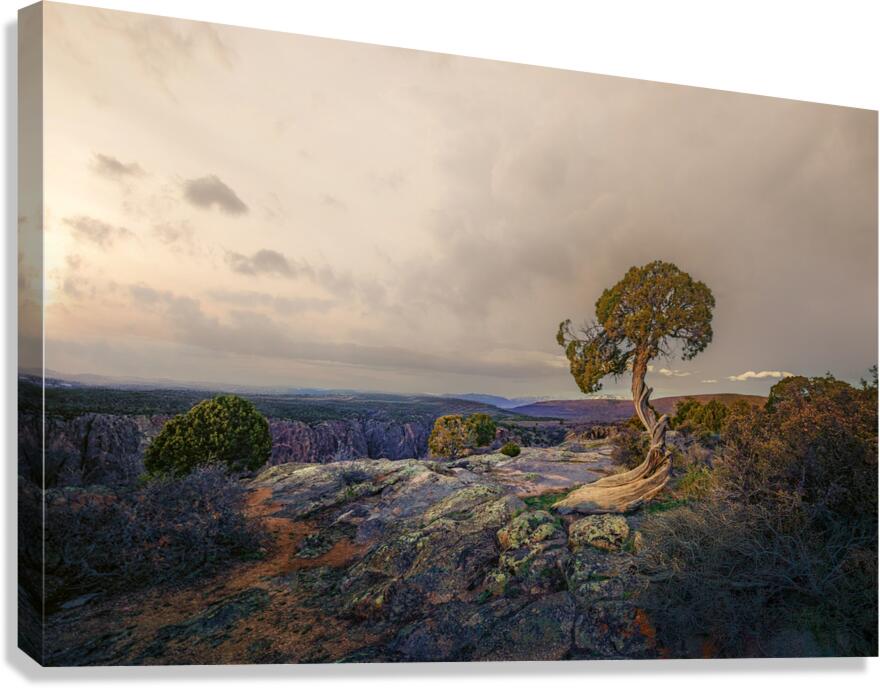 Twisted III Canvas Print