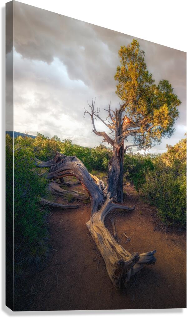 Twisted I Canvas Print