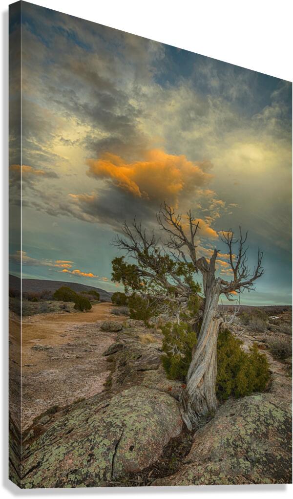 Twisted II Canvas Print