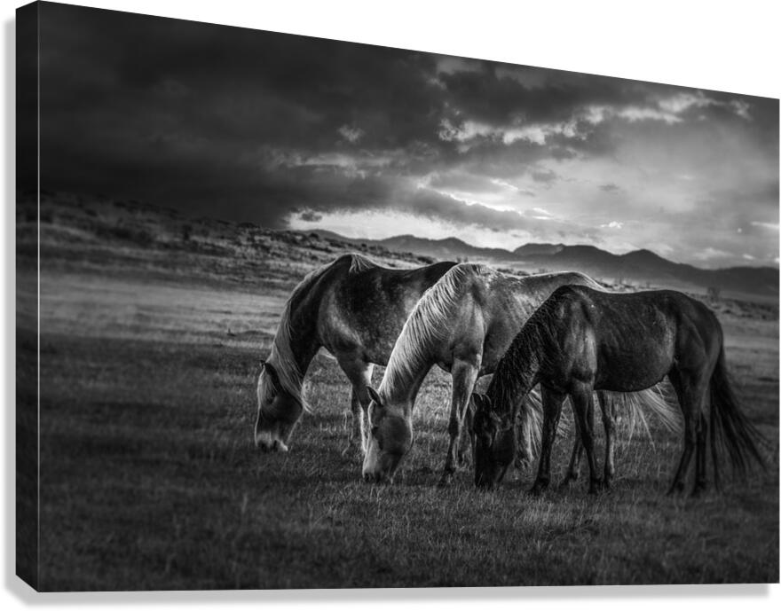 Preparing for the Storm Canvas Print