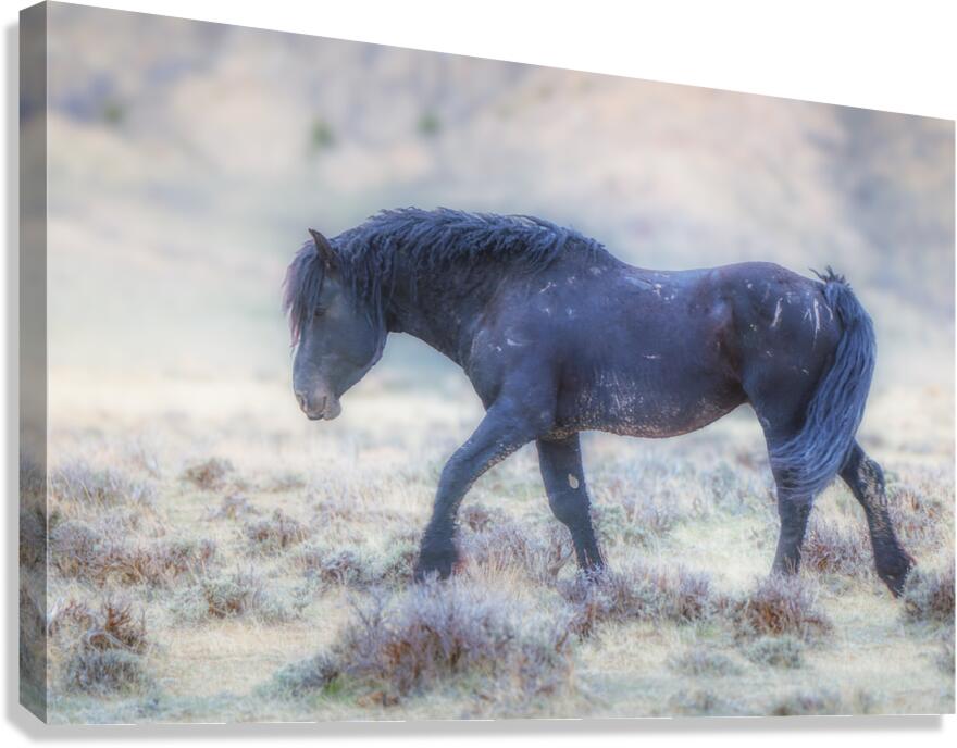 A Stroll Canvas Print