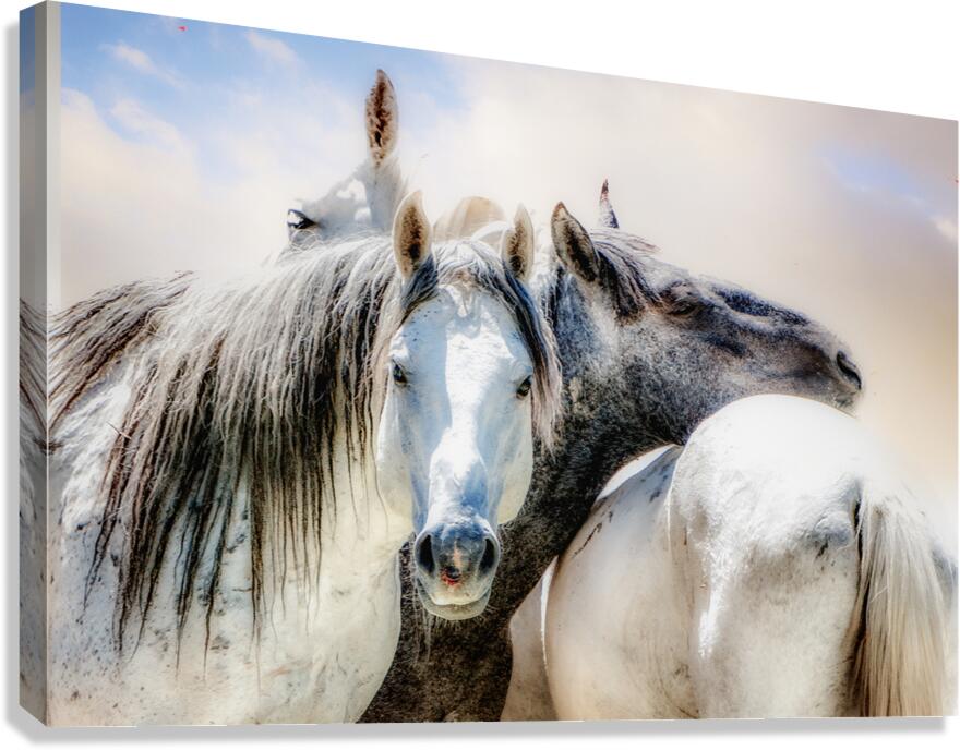 Buddies Canvas Print