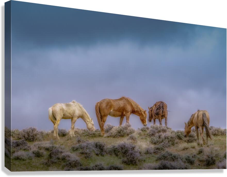 Spring Graze Canvas Print