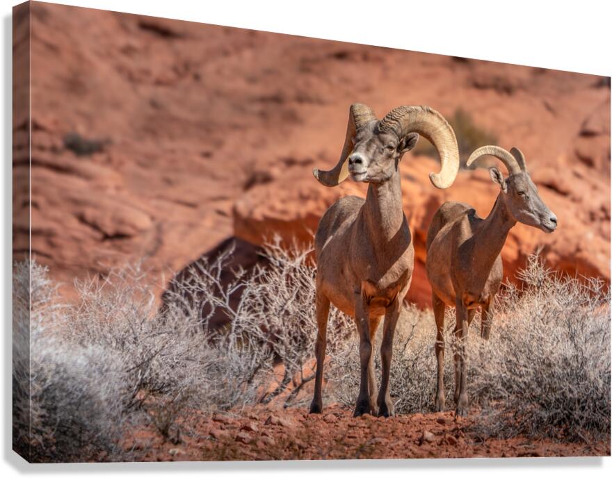 A Couple Canvas Print