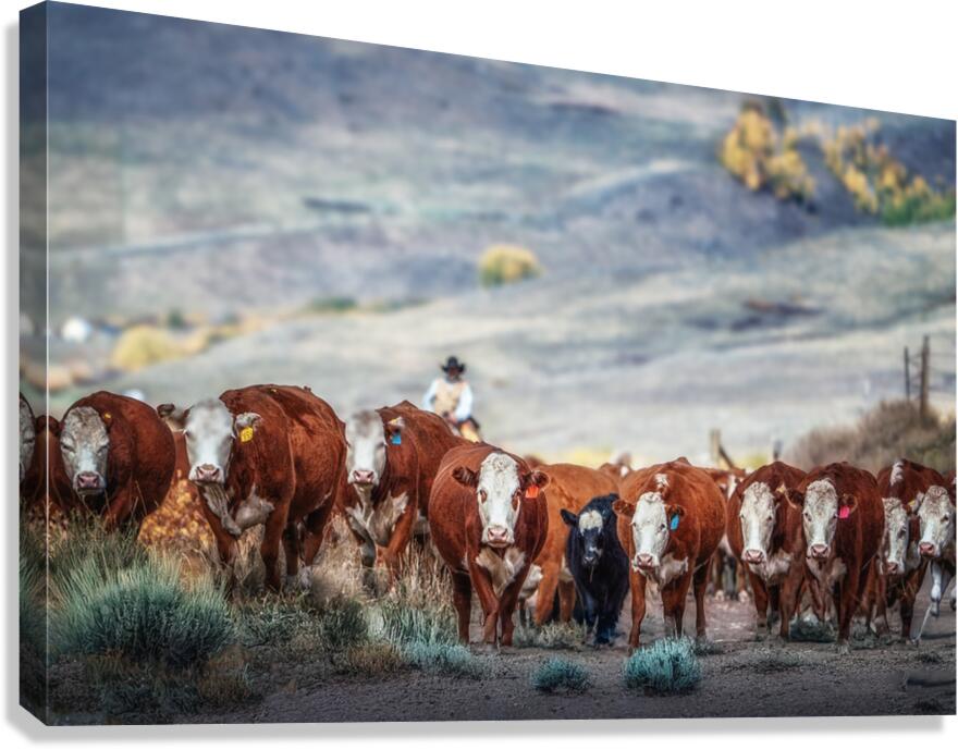 The Drive Canvas Print