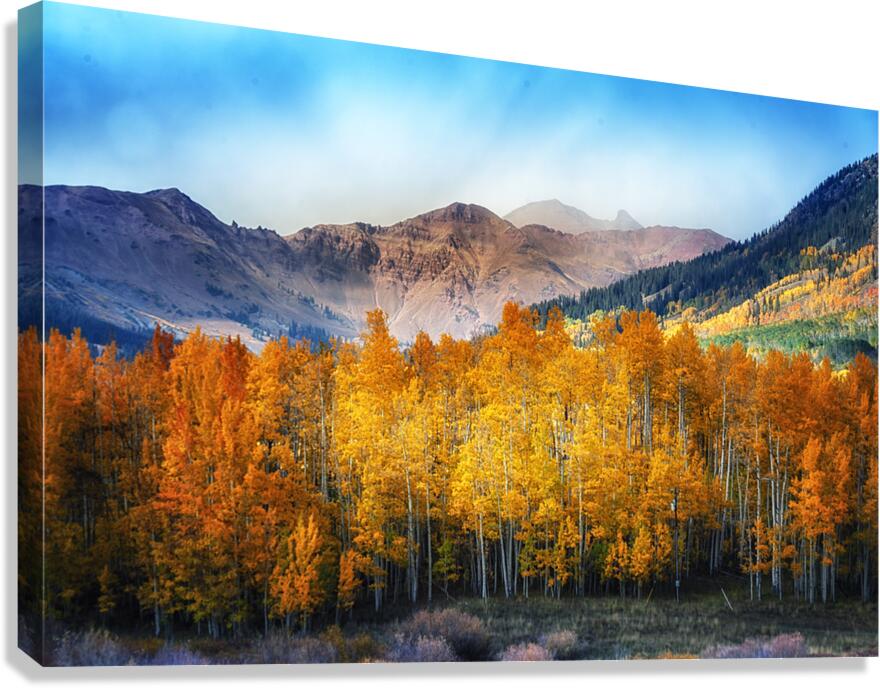 Quakies Canvas Print