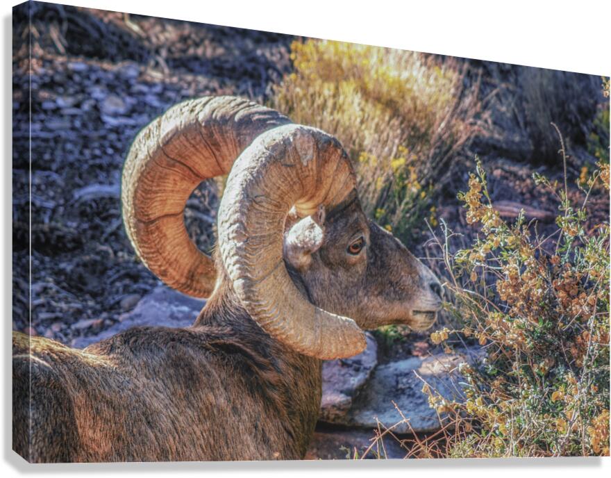 Old Man Canvas Print