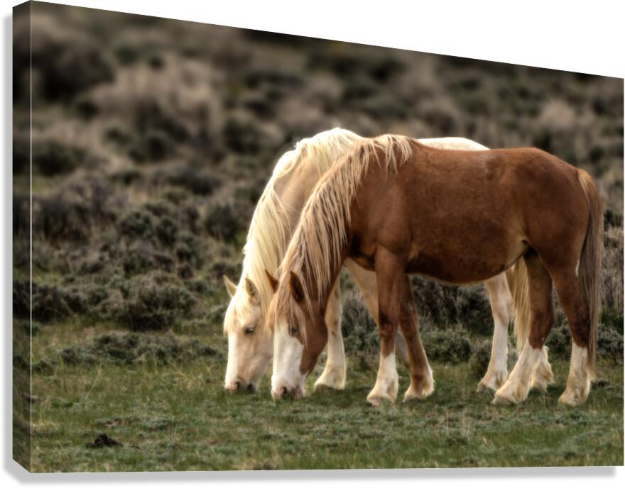 Matching Manes Canvas Print