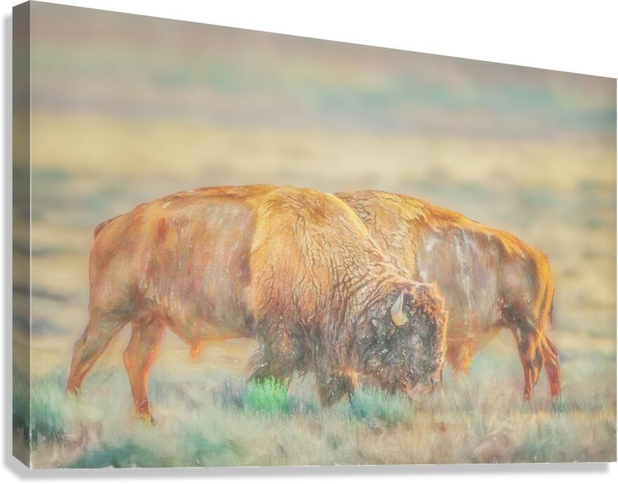 Two Bulls Canvas Print
