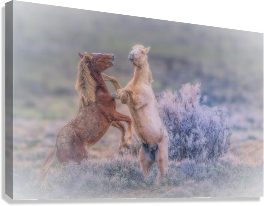 Boxing Match Canvas Print
