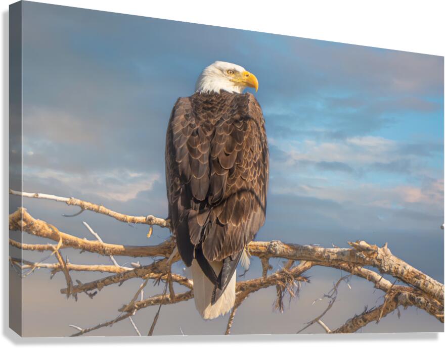 A Sharp Eye Canvas Print