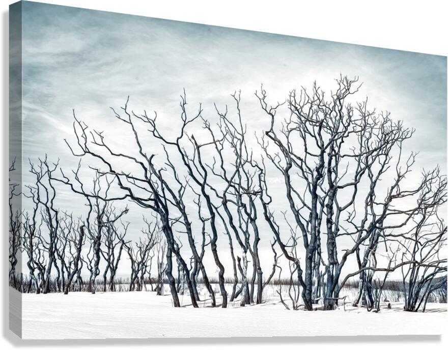 From the Flames Canvas Print