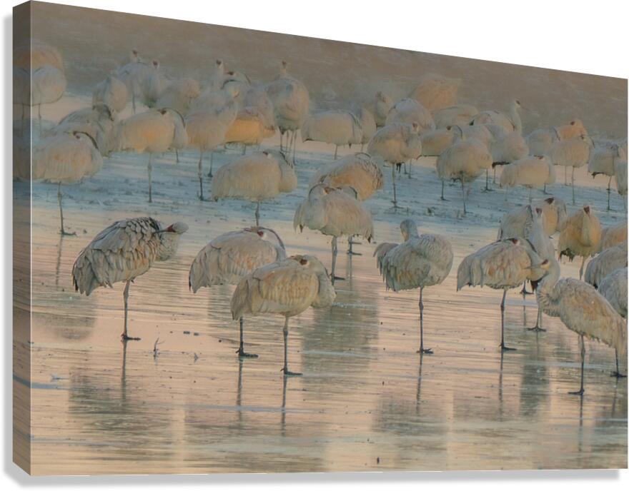 Cold Feet Canvas Print