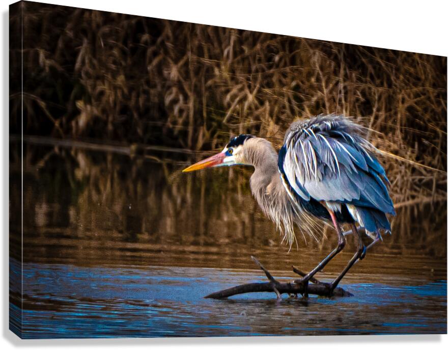 Ready for Flight Canvas Print