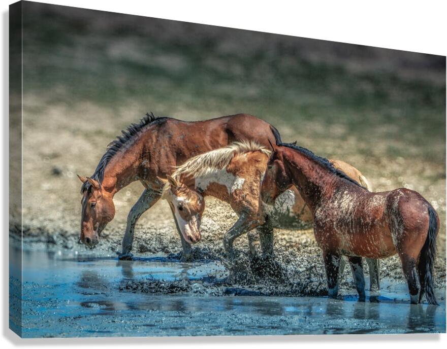 Splash  Canvas Print