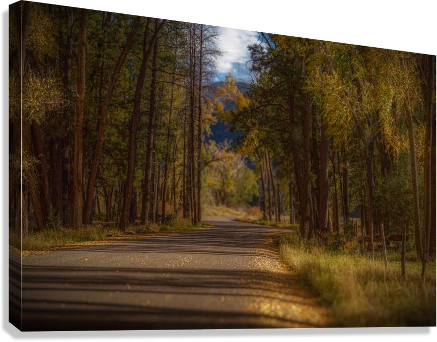 Forest Road Canvas Print