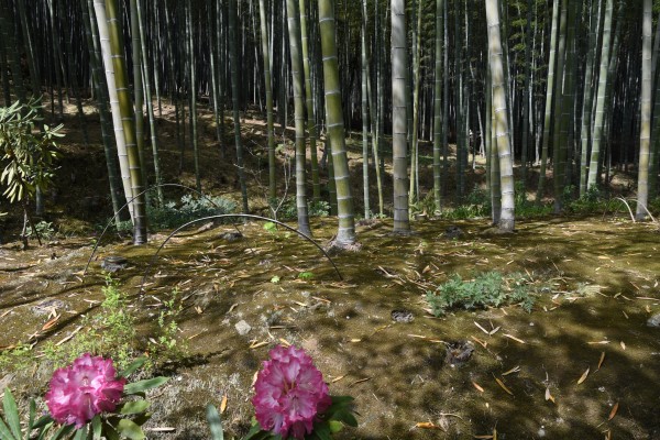 Bamboo forrest KyotoDSC_1258 Print
