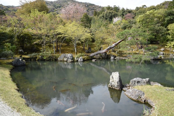 Tenryu-ji KyotoDSC_1277 Print