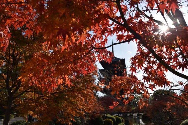 Toji Kyoto DSC_1449 Print