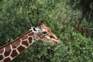 Giraffe